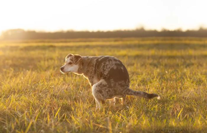 dog diarrhoea