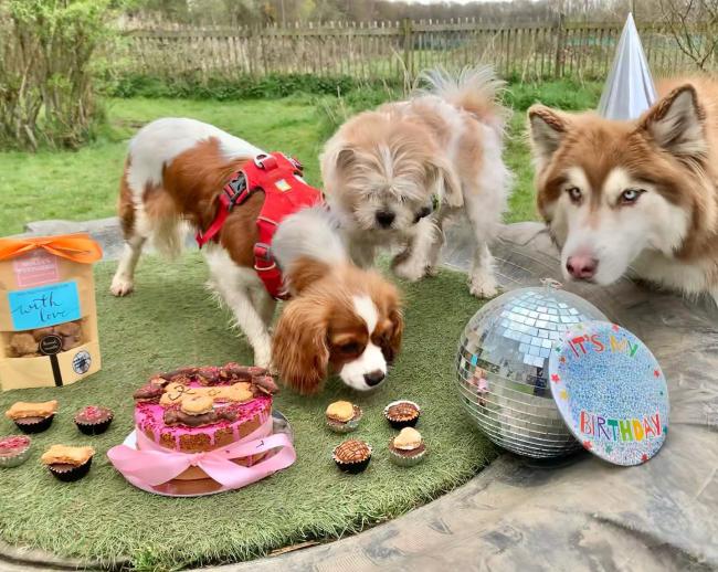dog birthday with friends
