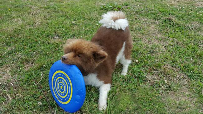Dog Toys Frisbee