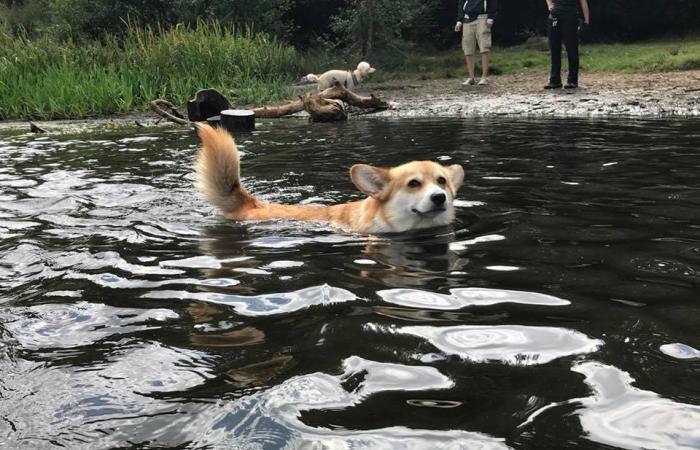 Dog's love and hate of water