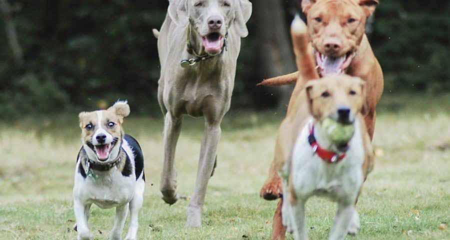 How to choose the right dog breed for you Dog Stroll