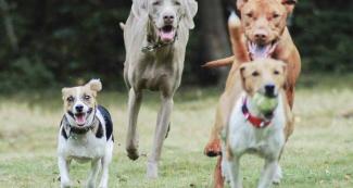Dog Breeds
