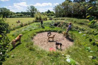 Doggy Daycare