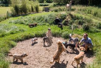 Dogstroll