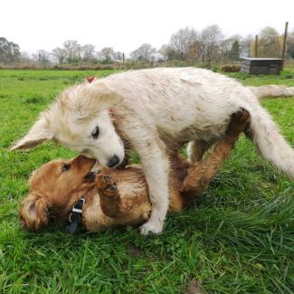 socializing your dog