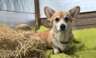 separation anxiety dogs and puppies, dogstroll dog daycare