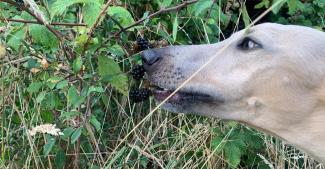 why dogs eat grass - Dogstroll Day Care Center Wimbledon