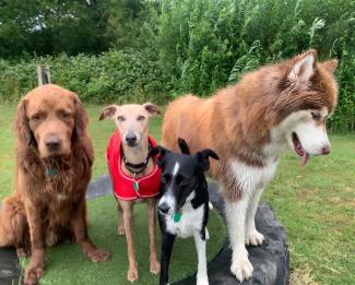 do dogs need to wear a coat in winter