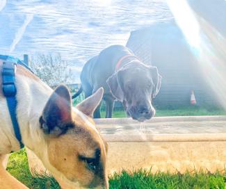 dogs and hot weather
