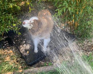 cooling dog hot weather