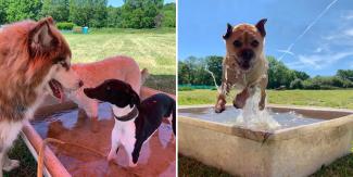 dogs in paddling pool in hot weather