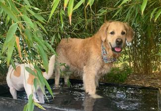dogs and hot weather