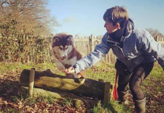 dog agility