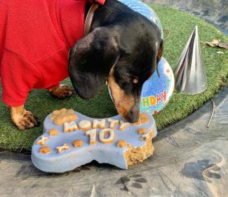 dog birthday cake