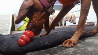 Dog Toy Kong