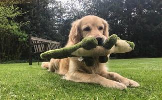 Dog Toys Soft Toys