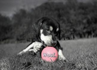 Puppy Toys Ball