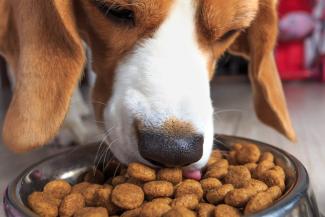 feeding dog