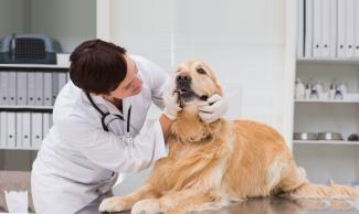 dog at vet's