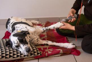 dog medical training