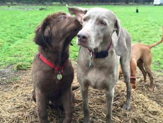 dogs socialising