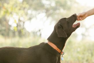 giving dog treat