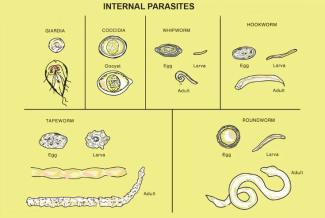 dog intestinal parasites