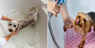 washing your dog