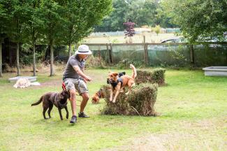 Doggy daycare SW London
