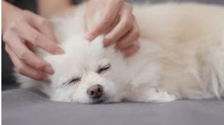 calming anxious dog
