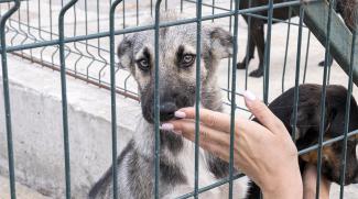 Adopting a dog from a shelter