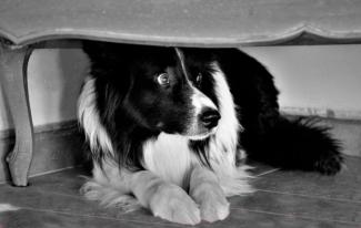 anxious dog