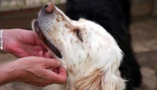 bonding with your adopted dog