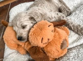 dog with calming puppy