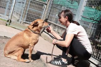 meeting dogs at shelter