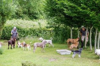 prices doggy daycare sw London 