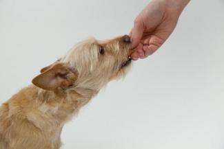 rewarding dog