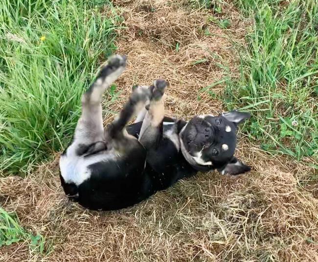 why dogs roll in fox poo - Dog Stroll Day Care Centre Wimbledon