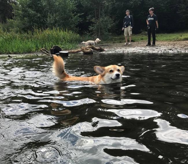 Dog's love and hate of water