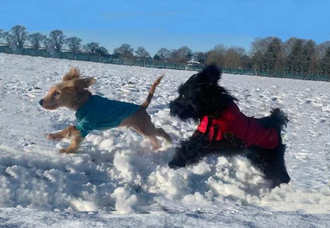 dogs playing in snow - DogStroll Day Care Center