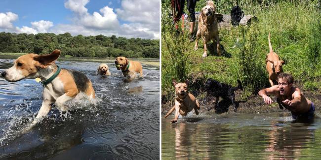dogs in lake