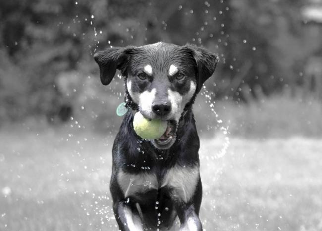 Dog Toys Ball