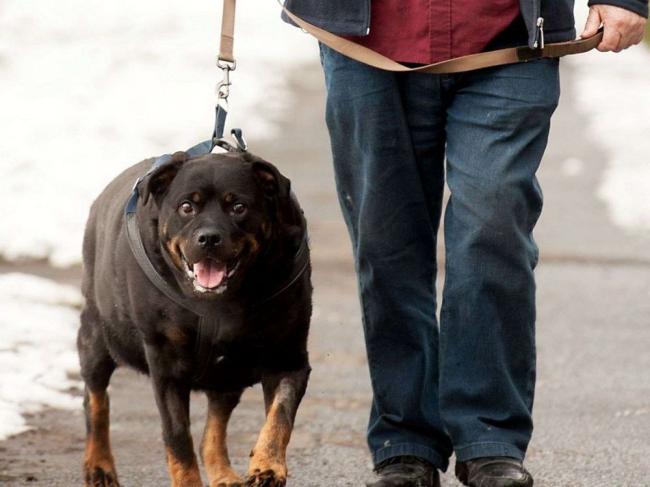 walk for overweight dog