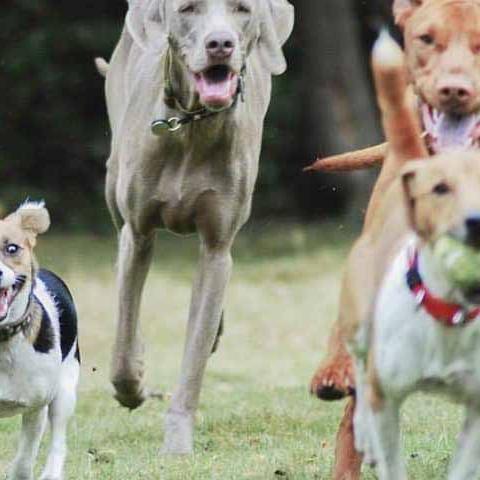 Dog Breeds