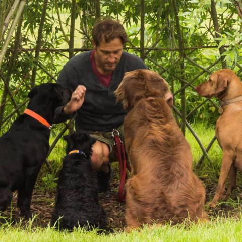 importance of dog education