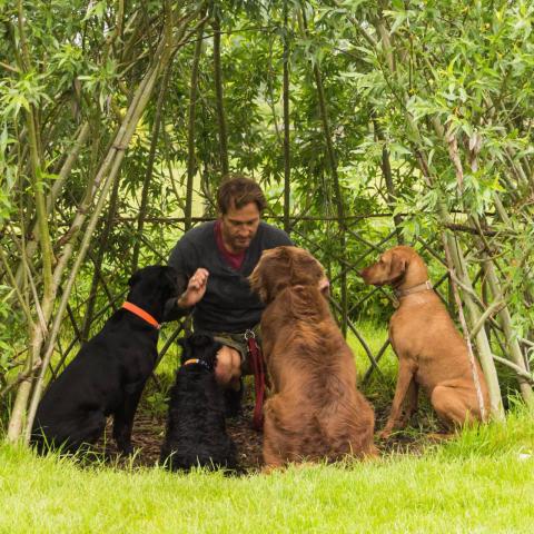 importance of dog education
