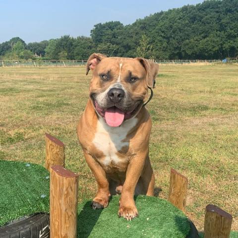 is castrating male dogs necessary - dogstroll doggy daycare