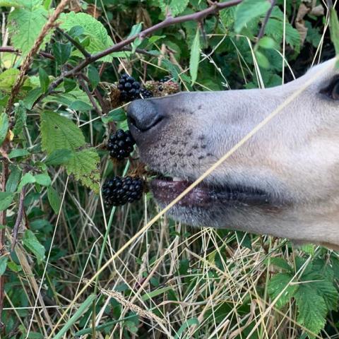 why dogs eat grass - Dogstroll Day Care Center Wimbledon