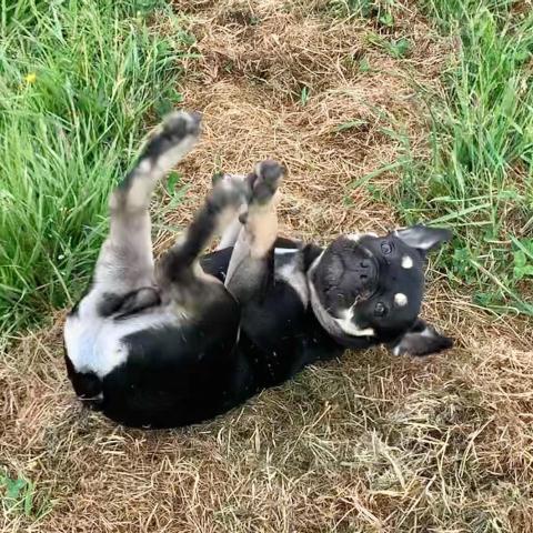 why dogs roll in fox poo - Dog Stroll Day Care Centre Wimbledon