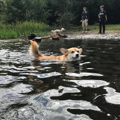 Dog's love and hate of water